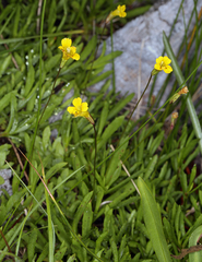 Erythranthe linearifolia (Erythranthe linearifolia)