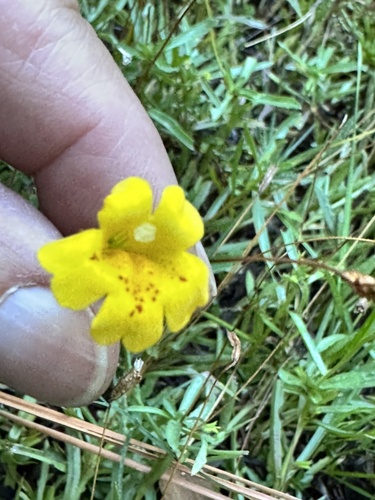 Erythranthe linearifolia (Erythranthe linearifolia)