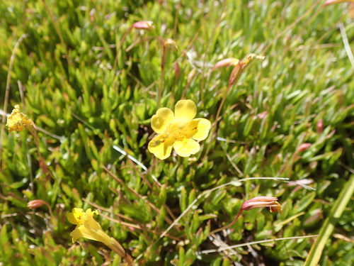 Erythranthe linearifolia (Erythranthe linearifolia)