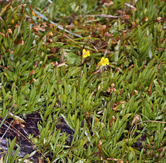 Erythranthe linearifolia (Erythranthe linearifolia)
