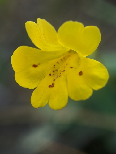 Erythranthe linearifolia (Erythranthe linearifolia)