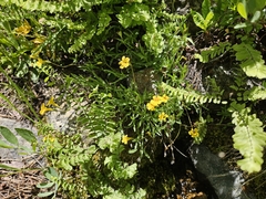 Erythranthe linearifolia (Erythranthe linearifolia)
