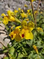 Blood-drop-emlet (Erythranthe lutea)