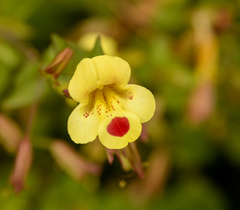 Blood-drop-emlet (Erythranthe lutea)