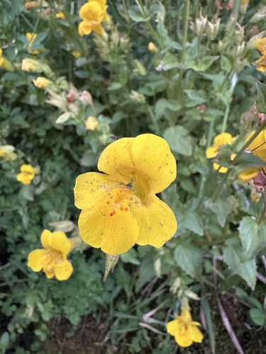 Blood-drop-emlet (Erythranthe lutea)