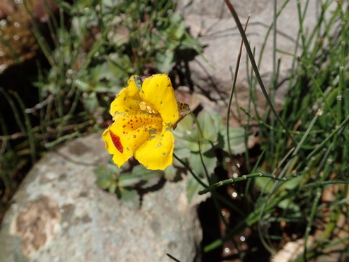 Blood-drop-emlet (Erythranthe lutea)