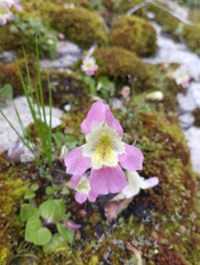 Blood-drop-emlet (Erythranthe lutea)