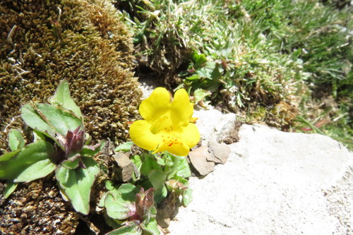 Blood-drop-emlet (Erythranthe lutea)