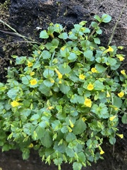 Erythranthe madrensis (Erythranthe madrensis)