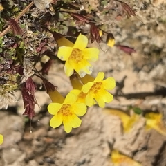 Erythranthe madrensis (Erythranthe madrensis)