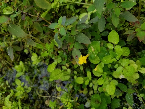 Erythranthe michiganensis (Erythranthe michiganensis)