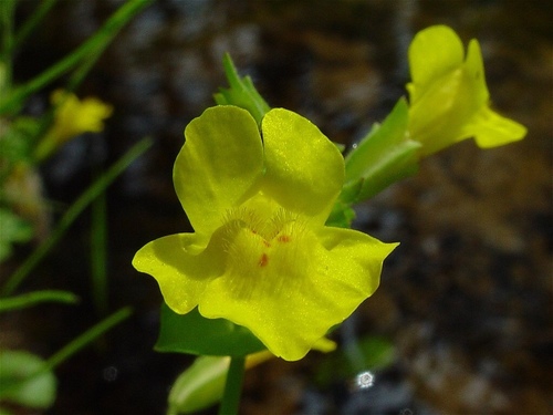 Erythranthe michiganensis (Erythranthe michiganensis)