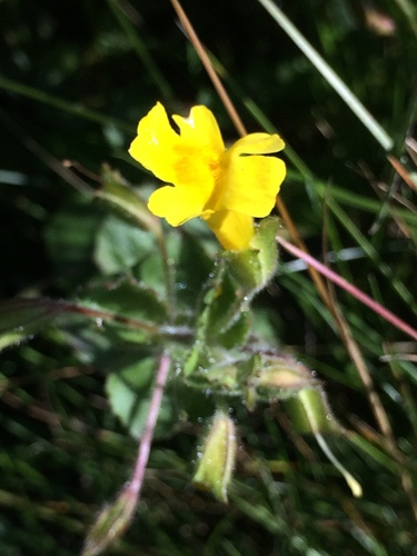 Erythranthe michiganensis (Erythranthe michiganensis)