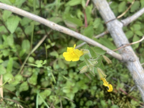 Erythranthe michiganensis (Erythranthe michiganensis)