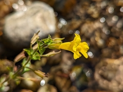 Erythranthe michiganensis (Erythranthe michiganensis)