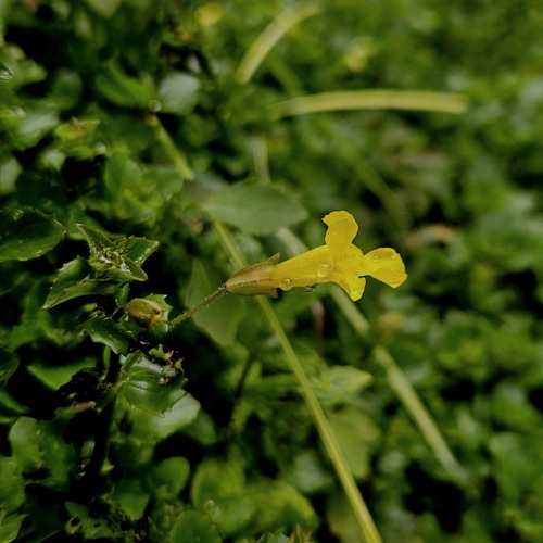 Erythranthe michiganensis (Erythranthe michiganensis)