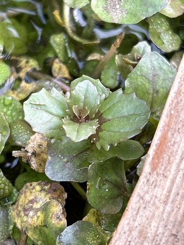 Erythranthe michiganensis (Erythranthe michiganensis)