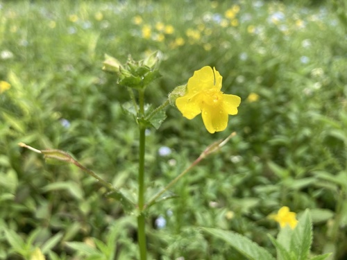 Erythranthe michiganensis (Erythranthe michiganensis)