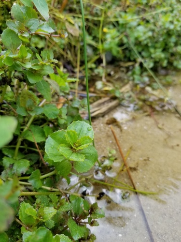 Erythranthe michiganensis (Erythranthe michiganensis)