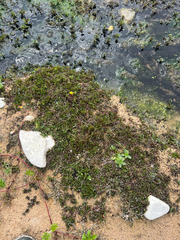 Erythranthe michiganensis (Erythranthe michiganensis)