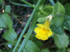 Erythranthe michiganensis (Erythranthe michiganensis)