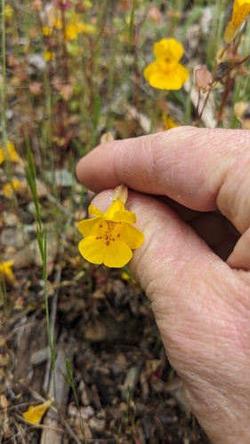 Erythranthe microphylla (Erythranthe microphylla)