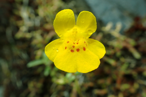 Erythranthe microphylla (Erythranthe microphylla)