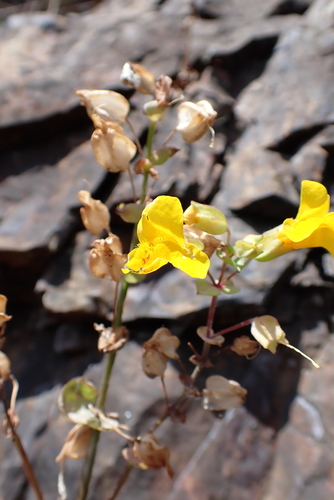 Erythranthe microphylla (Erythranthe microphylla)