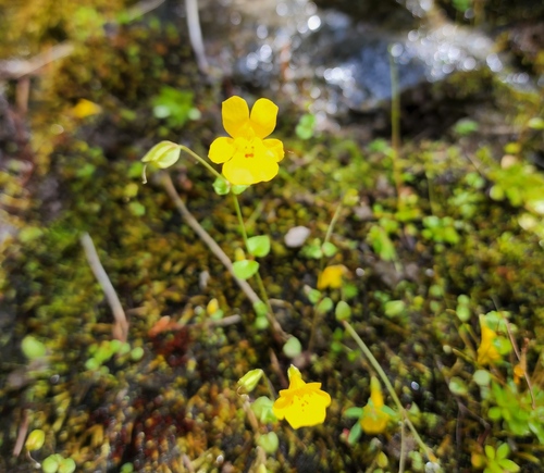 Erythranthe microphylla (Erythranthe microphylla)