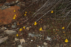Erythranthe microphylla (Erythranthe microphylla)