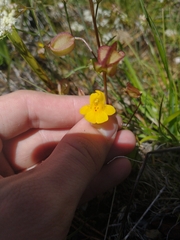 Erythranthe microphylla (Erythranthe microphylla)