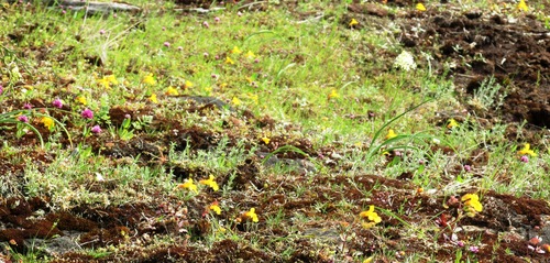 Erythranthe microphylla (Erythranthe microphylla)