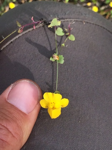Erythranthe microphylla (Erythranthe microphylla)