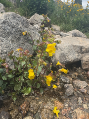 Erythranthe minor (Erythranthe minor)