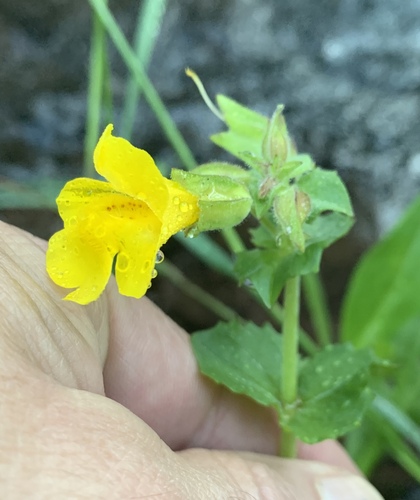 Erythranthe minor (Erythranthe minor)