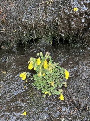 Erythranthe minor (Erythranthe minor)