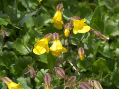 Erythranthe minor (Erythranthe minor)