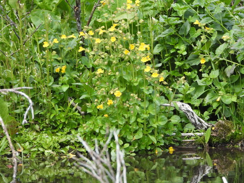 Erythranthe minor (Erythranthe minor)