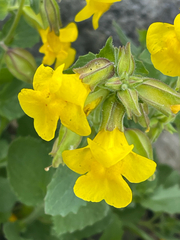 Erythranthe minor (Erythranthe minor)