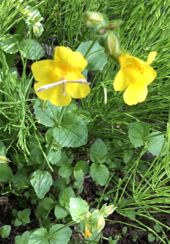 Erythranthe minor (Erythranthe minor)
