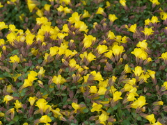 Erythranthe minor (Erythranthe minor)