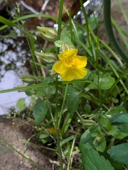 Erythranthe minor (Erythranthe minor)