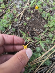 Mointain monkeyflower (Erythranthe montioides)