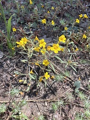 Mointain monkeyflower (Erythranthe montioides)