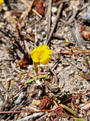 Mointain monkeyflower (Erythranthe montioides)
