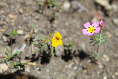 Mointain monkeyflower (Erythranthe montioides)