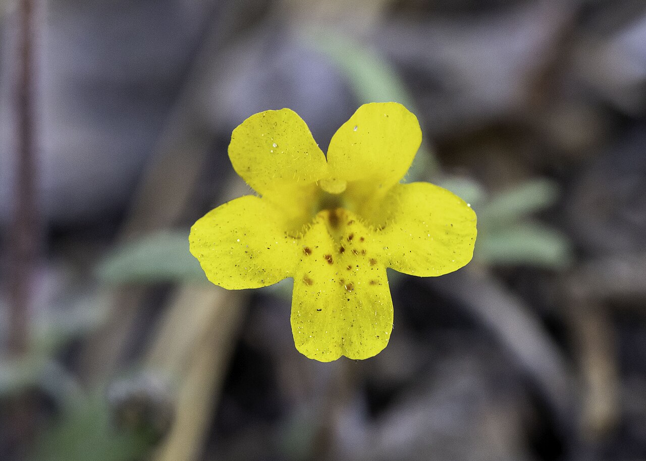 Mointain monkeyflower: Montia-like monkeyflower ( Erythranthe montioides ) in the United States