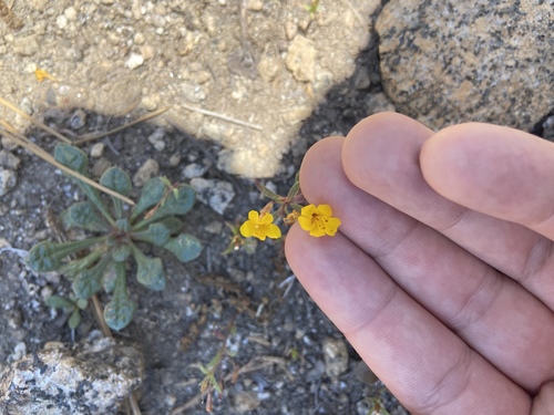 Mointain monkeyflower (Erythranthe montioides)