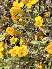 Mointain monkeyflower (Erythranthe montioides)