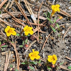 Mointain monkeyflower (Erythranthe montioides)